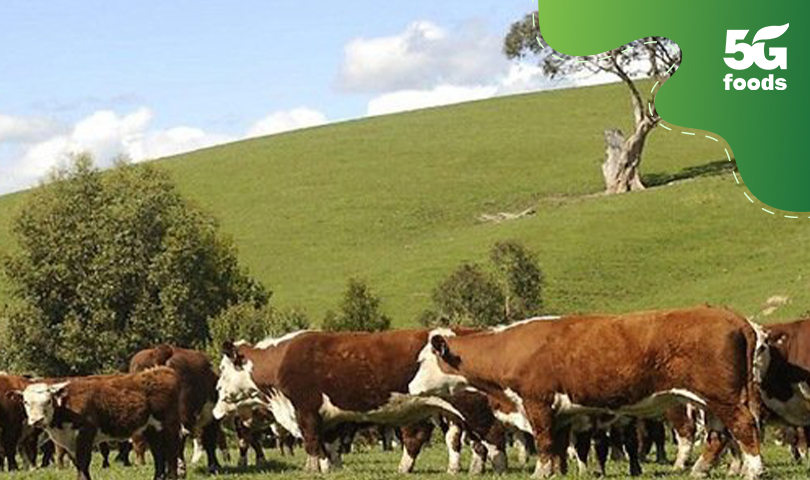 Quy trình chăn nuôi bò thịt tại Úc