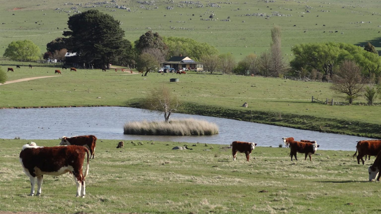 Quy trình chăn nuôi bò thịt tại Úc