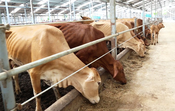 Thúc đẩy công nghệ chăn nuôi bò thịt